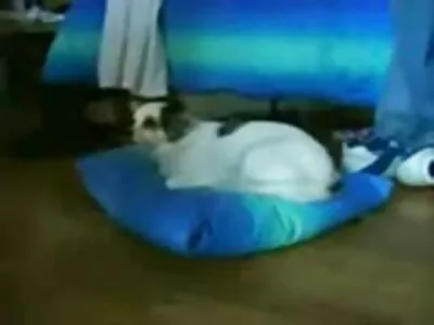 Blowjob, pussy licking, and sex સની લિયોન સેકસી બીપી વીડીયો with a young bitch